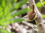 Troglodyte de Caroline / Carolina Wren
