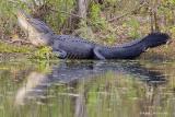 Alligator