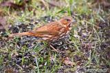 Bruant fauve / Fox Sparrow