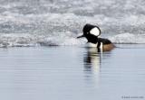 Harle couronn / Hooded Merganser