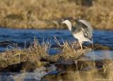 Bihoreau gris / Black-crowned Night-Heron