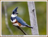 Martin-pcheur / Belted Kingfisher