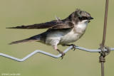 Hirondelles bicolores / Tree Swallows