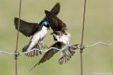 Hirondelles bicolores / Tree Swallows