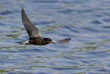 17 juin 2006  Guifette noire / Black Tern