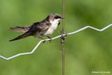 Hirondelle bicolore / Tree Swallow