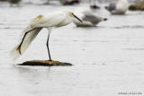 Aigrette neigeuse / Snowy Egret