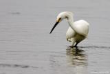 Aigrette neigeuse / Snowy Egret