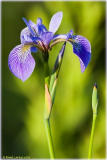 24 juin 2006  Iris versicolor