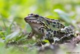 27 juin 2006  Grenouille lopard / Leopard Frog