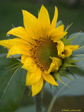 Tournesol / Sunflower