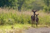 2 aot 2006  Cerfs de Virginie / White-tailed Deer