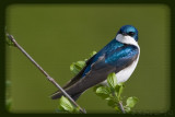 Hirondelle bicolore / Tree Swallow