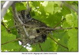 Petit-duc macul<br>Eastern Screech Owl