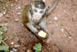 Hungry Monkey 422.jpg