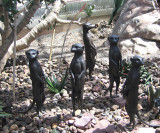 5 meerkats, bronze