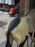 Museu de Zoologa