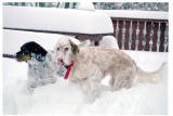 Fun in the snow