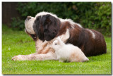 Le lapin et le saint bernard