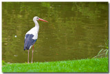 Cigogne, parc de lOrangerie