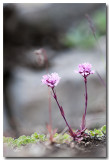 Viscaria alpina - Lychnis des Alpes