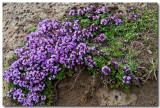 Thymus praecox ssp. arcticus