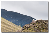 Dans le landmannalaugar