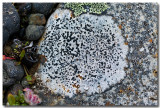 Dessins de lichens