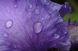 Iris sous la pluie