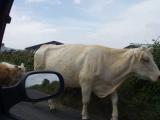 Animal husbandry seems to be the predominant form of agriculture in Ireland.