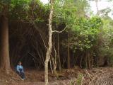 A rhododendren forest the size of a warehouse