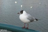 Seagull / Mouette