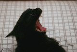 Kitty - Yawning or roaring? / Baillement ou rugissement?