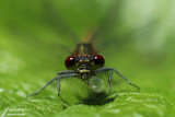 Dragonfly / Libellule
