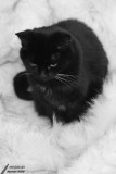 Kitty - B&W / N&B