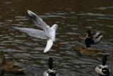 Seagull and Ducks / Mouette et Canards
