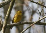 European Serin / Serin Cini (Serinus Serinus)