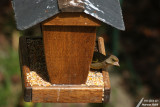 Greenfinch / Verdier d'Europe (Carduelis chloris)
