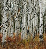 aspen forest in fall