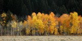 fall in Jackson Hole area