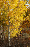 yellow aspen