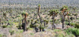 Sea of Joshua tree