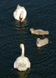Swans