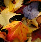 closeup colorful leaves