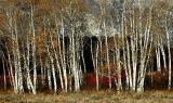 cotton wood