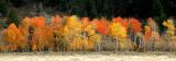 fall colors, Jackson Hole, Wyoming