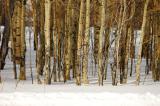 aspen teton park