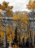 aspen trees