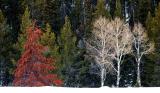 aspen trees
