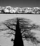 tree shadow